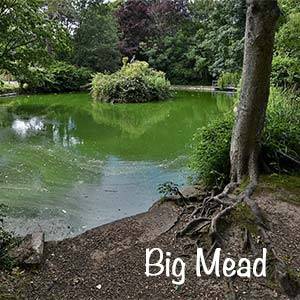 Logo for Big Mead